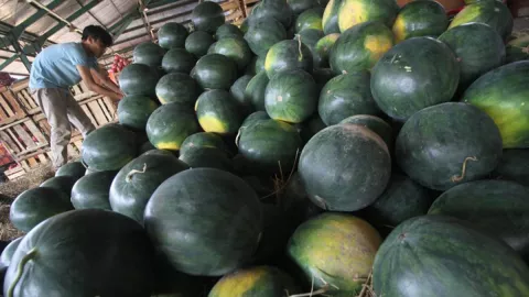 Tokcer! Buah dan Kulit Semangka punya Khasiat Mencengangkan - GenPI.co JOGJA