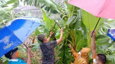Hujan-hujanan, Bupati Gunungkidul Panen Pisang di Kelurahan Kepek - GenPI.co JOGJA