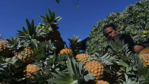 Makan Nanas Khasiatnya Tokcer! Ini Manfaat dan Kandungannya - GenPI.co JOGJA