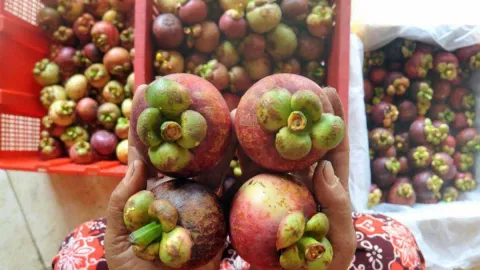 Jangan Dibuang, Kulit Manggis Khasiatnya Bikin Tercengang - GenPI.co JOGJA