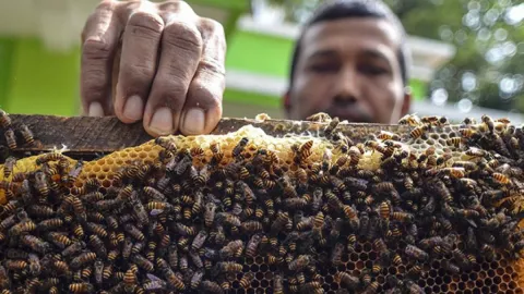 Suka Mengunyah Sarang Madu? Ini Manfaat Ajaibnya - GenPI.co JOGJA