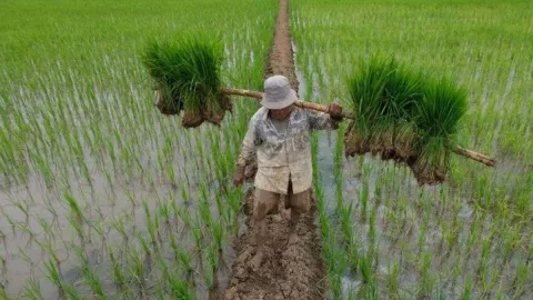 Tingkatkan Ekonomi, Kulon Progo Cetak Sawah Baru 22 Hektare! - GenPI.co JOGJA