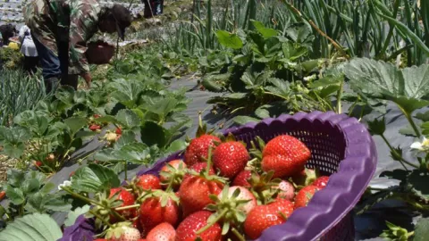 Khasiat Si Cantik Strawberry untuk Kesehatan, Mujarab! - GenPI.co JOGJA