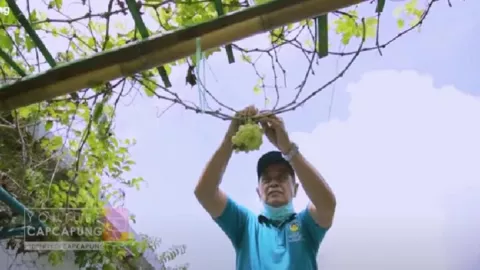 Keren! Warga di Yogyakarta Sulap Gang Kampung Jadi Kebun Anggur - GenPI.co JOGJA