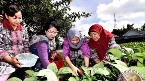 Kaya Serat dan Protein, Ini Khasiat Kacang Polong untuk Tubuh - GenPI.co JOGJA