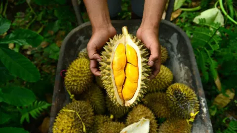 3 Fakta Kesehatan Durian, Si Kulit Berduri yang Kaya Vitamin - GenPI.co JOGJA