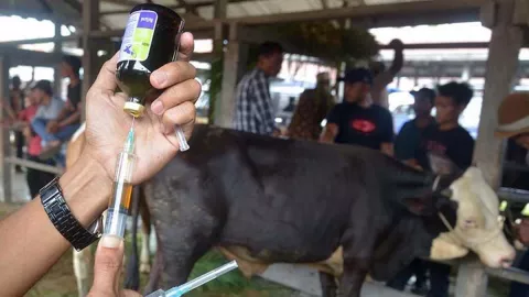 Sapi Perah Lereng Merapi di Sleman Prioritas Disuntik Vaksin PMK - GenPI.co JOGJA