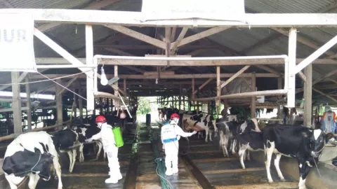 Wabah PMK di Sleman, 153 Ternak Mati dan 25 Ekor Potong Bersyarat - GenPI.co JOGJA