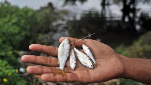Marak Setrum Ikan di Sungai, Bantul Siapkan Regulasi - GenPI.co JOGJA