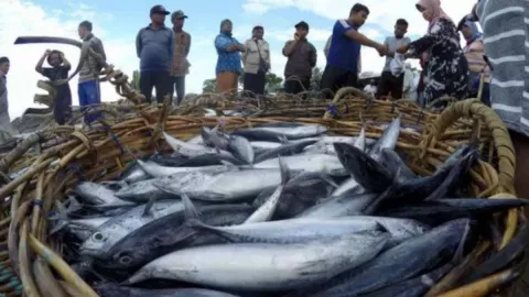 Kulon Progo Catat Produksi Ikan Tangkap Baru Capai 1.331 Ton - GenPI.co JOGJA