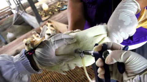Waspada Flu Burung, Yogyakarta Perketat Lalu Lintas Unggas - GenPI.co JOGJA