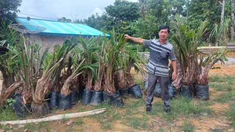 Ajari Petani Olah Migor, Apindo: Agar Tidak Ketergantungan - GenPI.co KALBAR