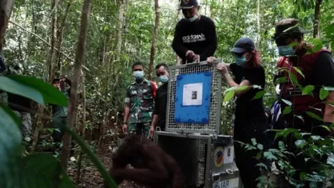 Lima Orang Utan Dilepasliarkan di Taman Nasional Bukit Raya - GenPI.co KALBAR