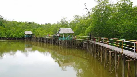 Kaltim Target Rehabilitasi Mangrove 27 Ribu Hektare Dalam 4 Tahun - GenPI.co KALTIM