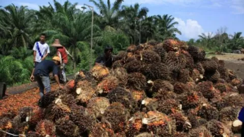 Konflik Perkebunan di Kalimantan Timur Didominasi Konflik Lahan - GenPI.co KALTIM