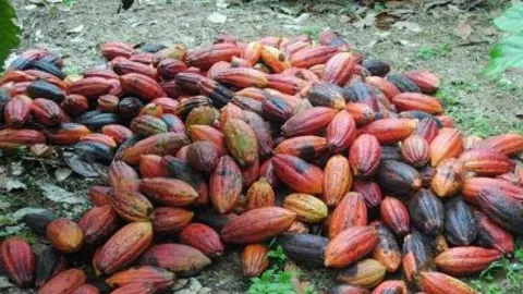 Biji Kakao Kaltim Susah Bersaing dengan Daerah Lain, Ini Sebabnya - GenPI.co KALTIM