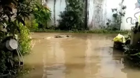 Viral Video Buaya Besar di Pemukiman Warga saat Banjir di Kaltim - GenPI.co KALTIM
