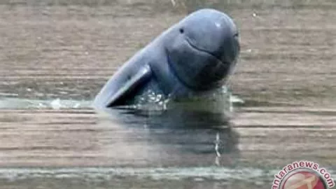7 Fakta Pesut Mahakam, Lumba-lumba Air Tawar yang Terancam Punah - GenPI.co KALTIM