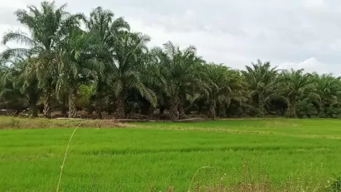 150 Hektare Sawah di Penajam Paser Utara Jadi Kebun Kelapa Sawit - GenPI.co KALTIM