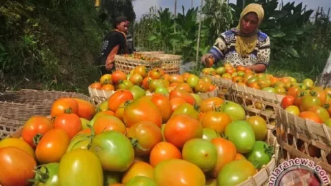 5 Manfaat Tomat untuk Kesehatan, Ternyata Dahsyat! - GenPI.co KEPRI