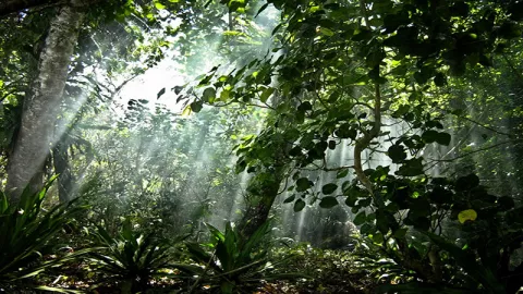 Kangen Suasana Hutan? Lembah Cilengkrang Tempatnya - GenPI.co