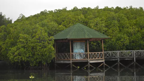 Hutan Mangrove Tongke - Tongke, Lagi Hits di Sinjai - GenPI.co