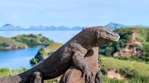 Pulau Komodo Masuk Daftar 10 Destinasi Terbaik Asia - GenPI.co