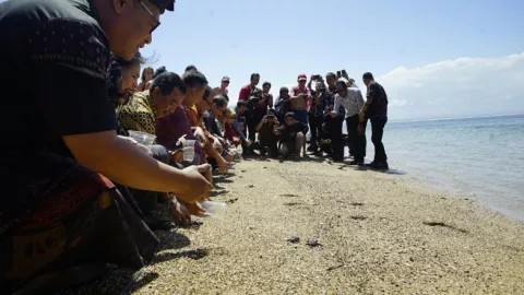 Lucunya Anak Penyu Yang Dilepas Menpar di Sanur Village 2018 - GenPI.co