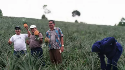 Di Tapanuli Utara, Kamu Wisata di Kebun Nanas - GenPI.co