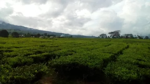 Pagaralam Heritage Trail 2018, Gunung Dempo Jadi Penyejuk - GenPI.co