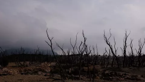 Eksotiknya Hutan Mati Gunung Papandayan - GenPI.co
