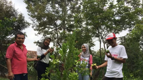 Melihat dari Dekat Wisata Petik Buah di Blora - GenPI.co