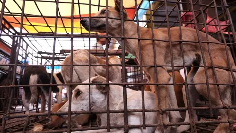 Warganet Serukan Rayakan Natal Tanpa Daging Anjing - GenPI.co