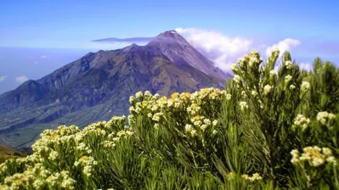 Edelweiss Tumbuh Subur di 4 Gunung di Indonesia - GenPI.co