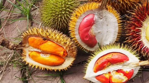Buah Durian Ternyata Ada Warna Merah - GenPI.co