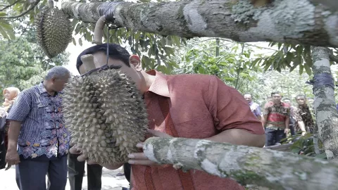 Momi, Varian Durian Baru Andalan Agrowisata Semarang - GenPI.co