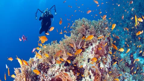 Menikmati Wisata Bawah Laut di Wakatobi - GenPI.co