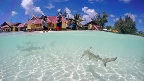 Serius, Bisa Bermain 'Baby Shark' di Pantai Ini! - GenPI.co