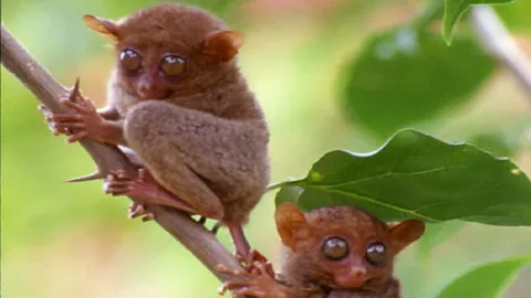Kenalan Yuk dengan Monyet Langka di Sulawesi yang Menginspirasi Film Star Wars! - GenPI.co