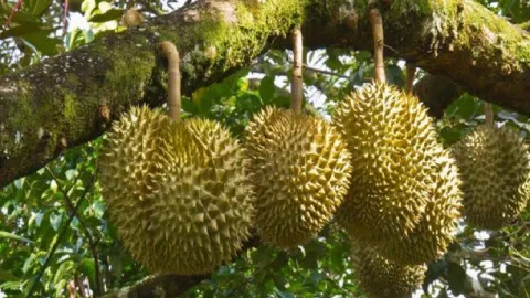 Mau Makan Durian Montong Langsung dari Pohonnya, Datang Saja ke Garut - GenPI.co