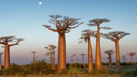 Fakta Menarik Pohon Baobab, Unik dan Langka - GenPI.co