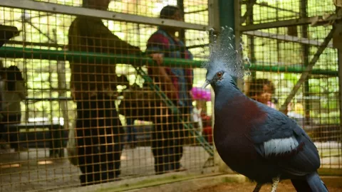 Artis Davina Minta Eskploitasi Satwa di Kebun Binatang Harus Dihentikan - GenPI.co