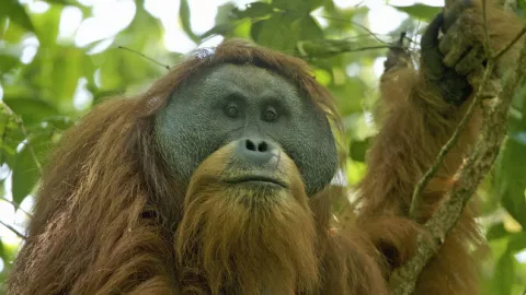 Terusir dari Habitatnya, Orangutan Tapanuli Terancam Punah - GenPI.co