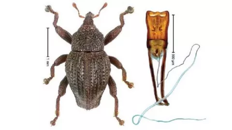 Seratusan Kumbang Jenis Baru Ditemukan di Sulawesi - GenPI.co
