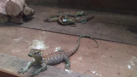 Wah, Ada Bayi Komodo di Kebun Binatang Surabaya - GenPI.co