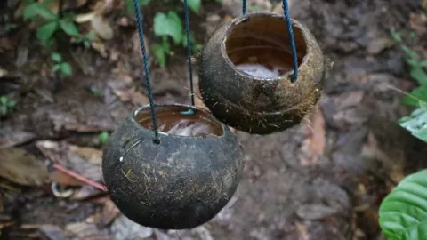 Suguhan Spesial, Swansrai Minuman Khas Papua - GenPI.co