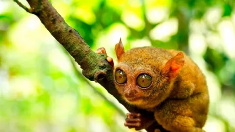 Tarsius, Fauna Imut Maskot Bangka Belitung yang Terancam Punah - GenPI.co