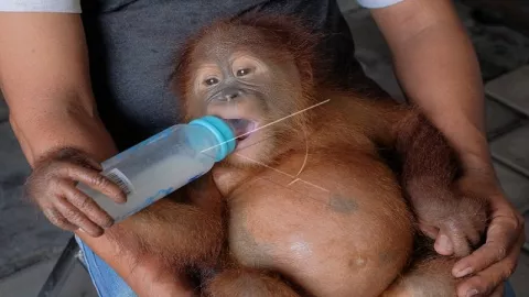 Bayi Orangutan Yang Dibius Mulai Membaik - GenPI.co