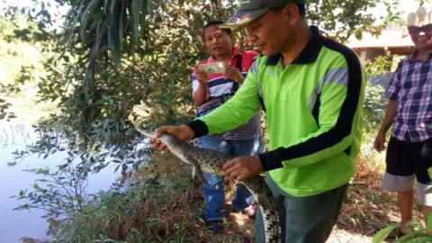 Telur Buaya Muara di Kebun Warga Agam Menetas - GenPI.co