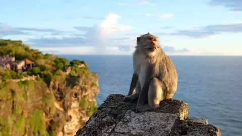 Wow, Monyet-monyet di Bali ini Punya Kemampuan Barter - GenPI.co